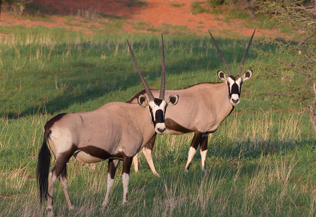 Oryx Antilopen im Abendlicht