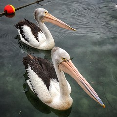 Pelicans in Oyster Harbour, Albany