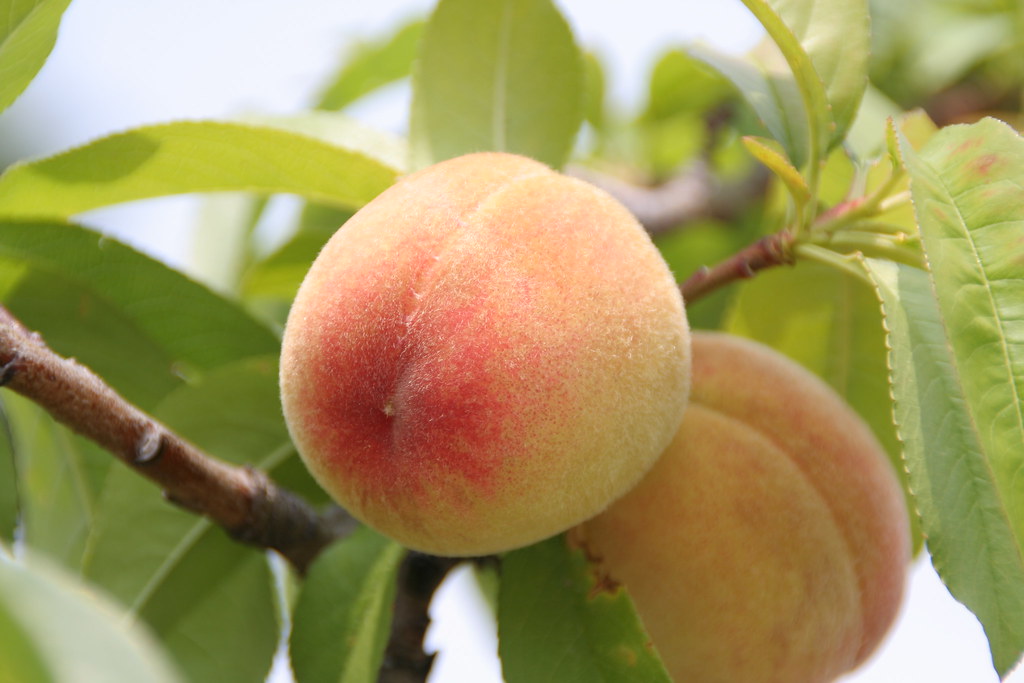 Yummy peach! | Taken at Yamanashi, Japan. | skyseeker | Flickr