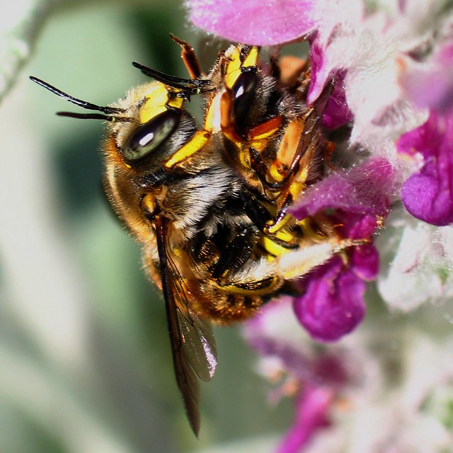 Mating Wool Carder bees on Lamb's ear