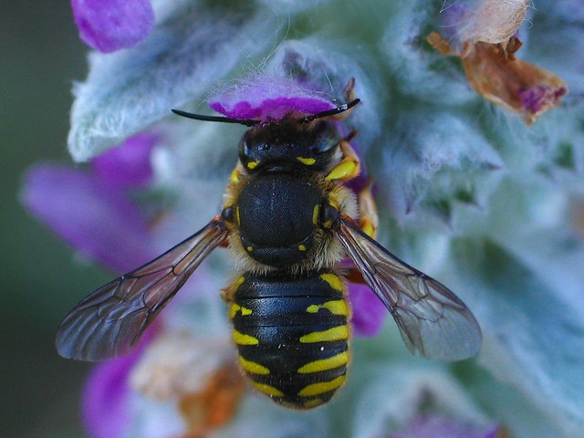 Female Wool Carder bee