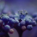 Hydrangea 12　/ 紫陽花