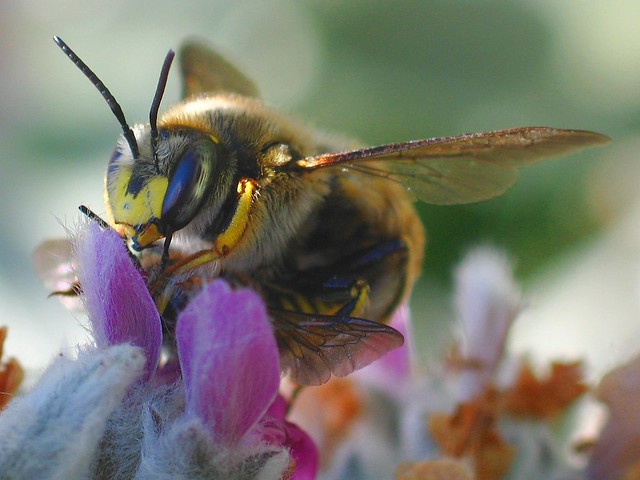 Mating Wool Carder bees