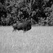 A bull buffalo at a ranch in Pasco County, FL.