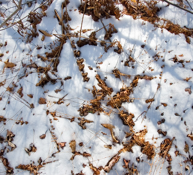 Forest Floor in Winter (Detail)