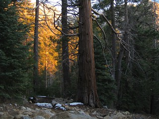 forest at sunset 2