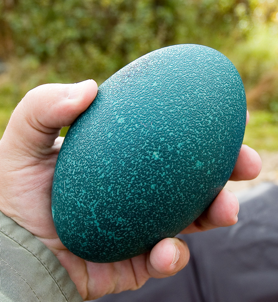 Google egg. Яйцо страуса эму. Зеленые страусиные яйца.