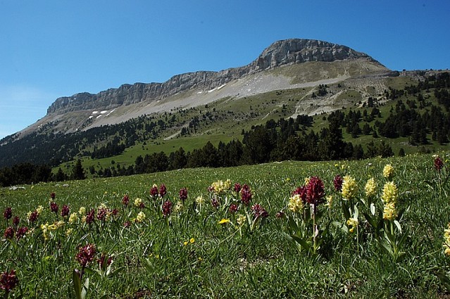 d0601073 | Holunderknabenkraut (Dactylorhiza sambucina) im Vallée de Combau. Vercors, 05.06.2006