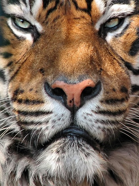Sumatran Tiger, Kampar