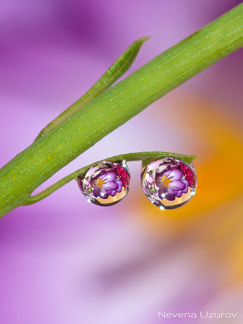 Nevena Uzurov - Spring droplets