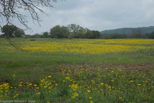 texas unitedstates bluebonnet wildflowers llano