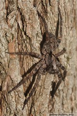 Gladicosa pulchra (Wolf Spider)