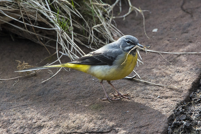 Grey Wagtail