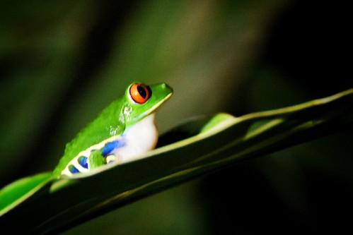 paddybb travel nikond5300 2015 costarica frog sarapiqí stare