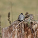 Flickr photo 'White-crowned Sparrow' by: pchgorman.