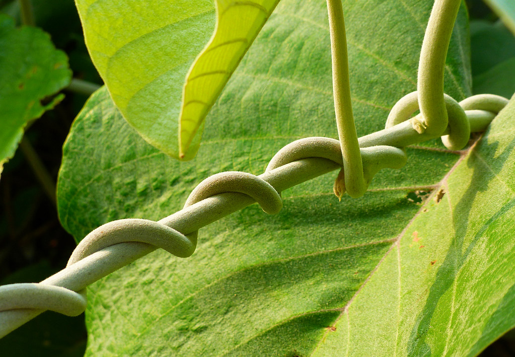 Cốt khí củ — ảnh 3