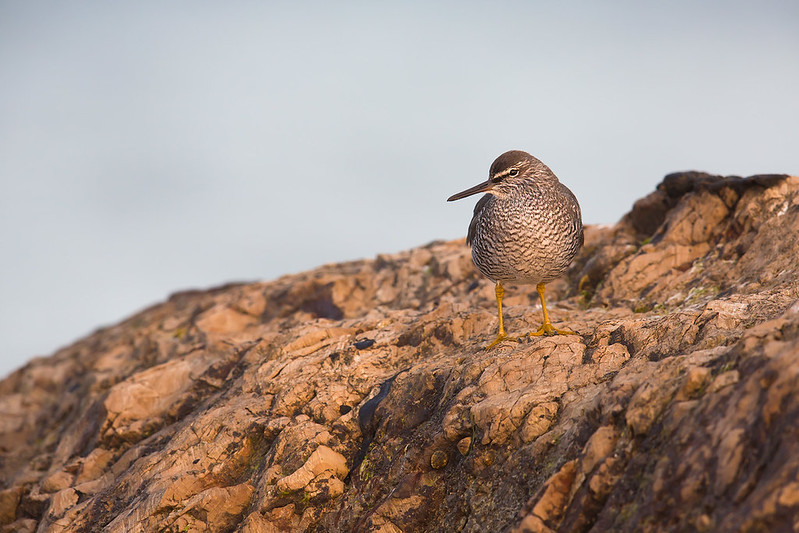 Tringa incana | Wandering Tattler | amerikansk gråsnäppa