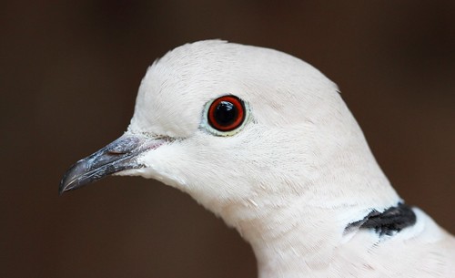 bird closeup dove beak aviarybird