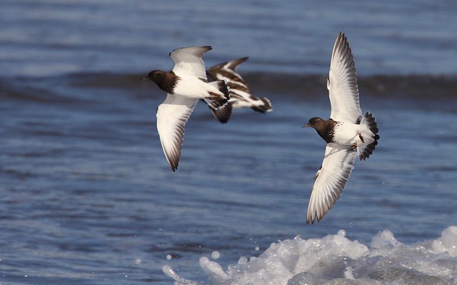 Arenaria melanocephala | Black Turnstone | svart roskarl