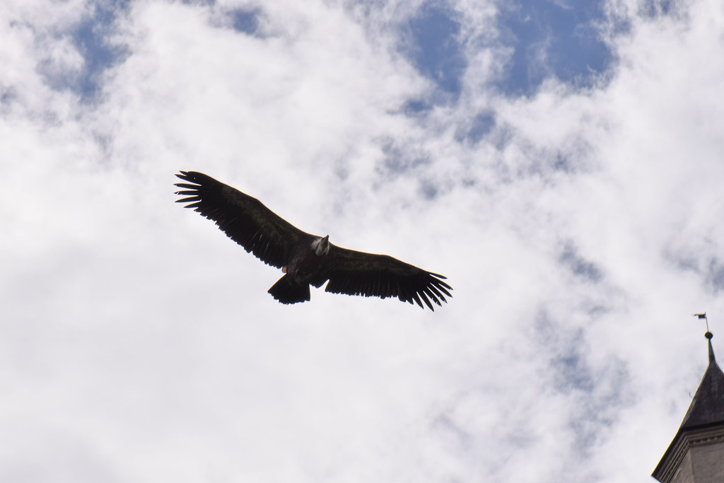 Circling vulture | Austria | Thomas Quine | Flickr
