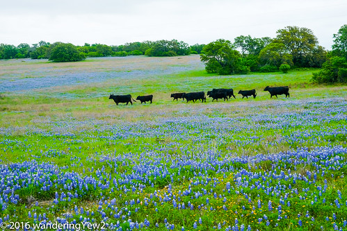 flower cow texas bluebonnet hillcountry wildflower texaswildflowers texashillcountry sansabacounty fujixpro2
