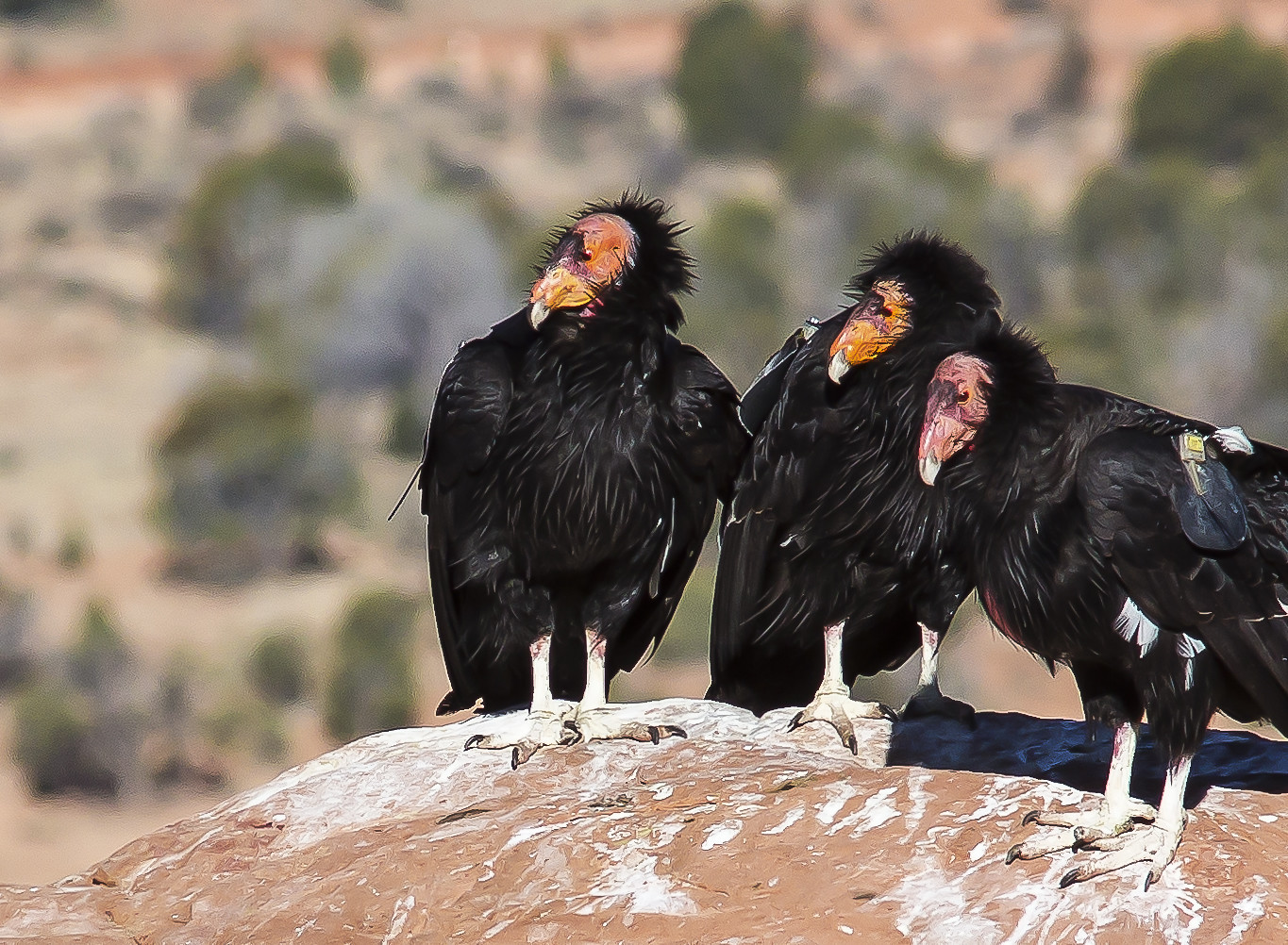 Three condors at the Vermilion Cliffs National Monument Condor Viewing Site
