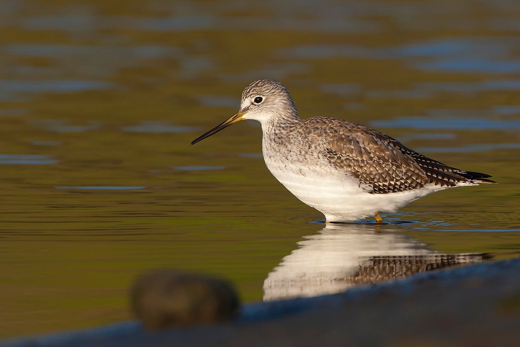 Tringa melanoleuca | Greater Yellowlegs | större gulbena