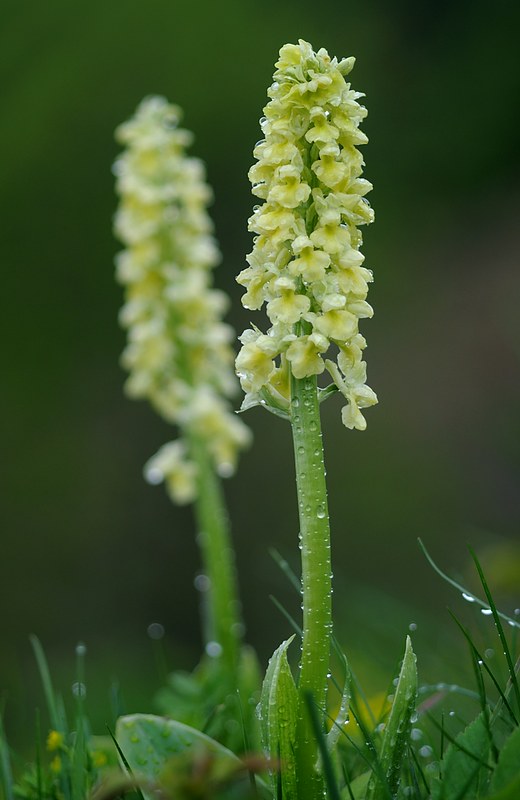 20150515-154F | Blasses Knabenkraut (Orchis pallens). Monte Baldo, 15.05.2015