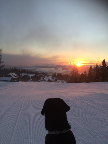 Labrador im Sonnenlicht | by ©westmueller