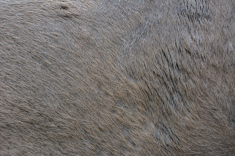 animal-fur-closeup-texturepalace-9