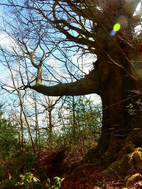 Gnarled tree 2 Sevenoaks to Westerham