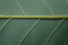 Quercus michauxii