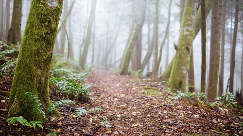 forest trees nature trail path fog foggy issaquah tigermountain pacificnorthwest canoneos5dmarkiii sigma35mmf14dghsmart autumn fall washington