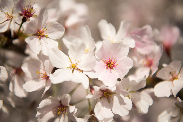 Washington DC Cherry Blossoms - Mrch 29, 2016