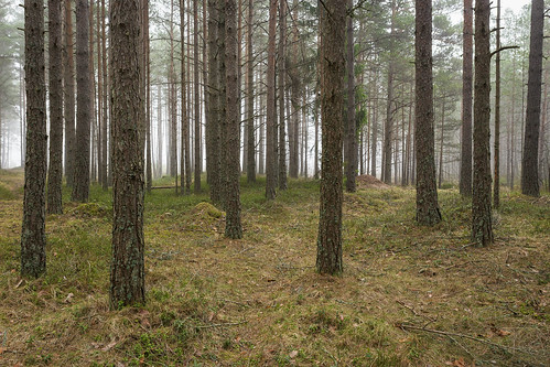 tree fog landscape estonia forrest 1740mm 6d türisalu