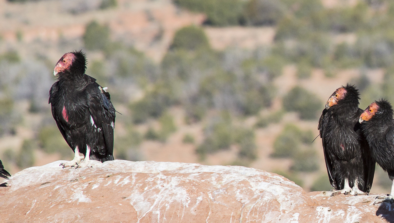 Condors stand on a rock at Vermilion Cliffs