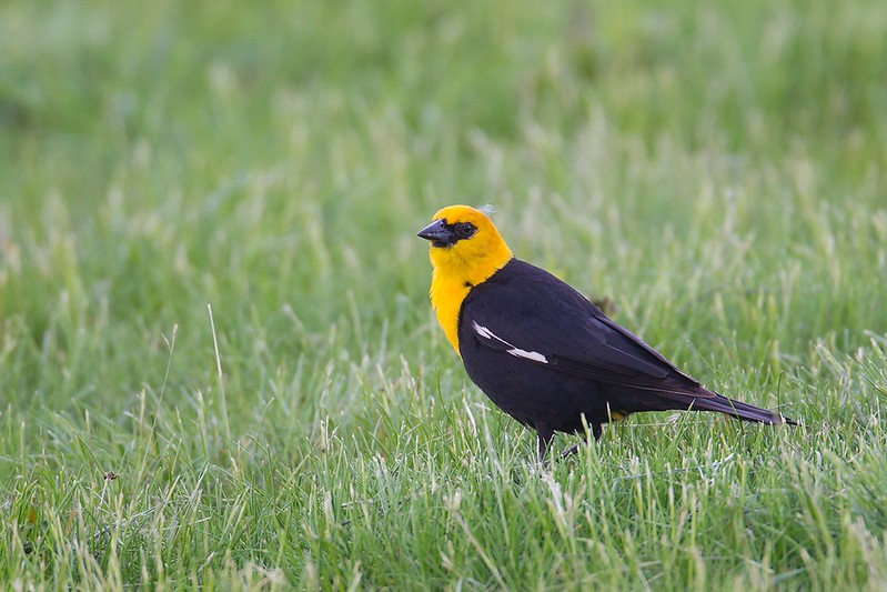 Xanthocephalus xanthocephalus | Yellow-headed Blackbird | kärrtrupial