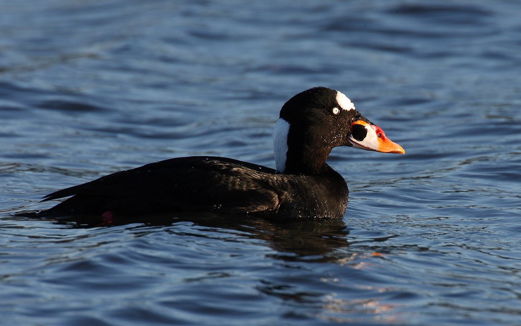 Melanitta perspicillata | Surf Scoter | vitnackad svärta