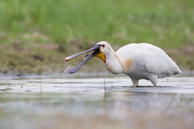 Platalea leucorodia | Eurasian Spoonbill | skedstork