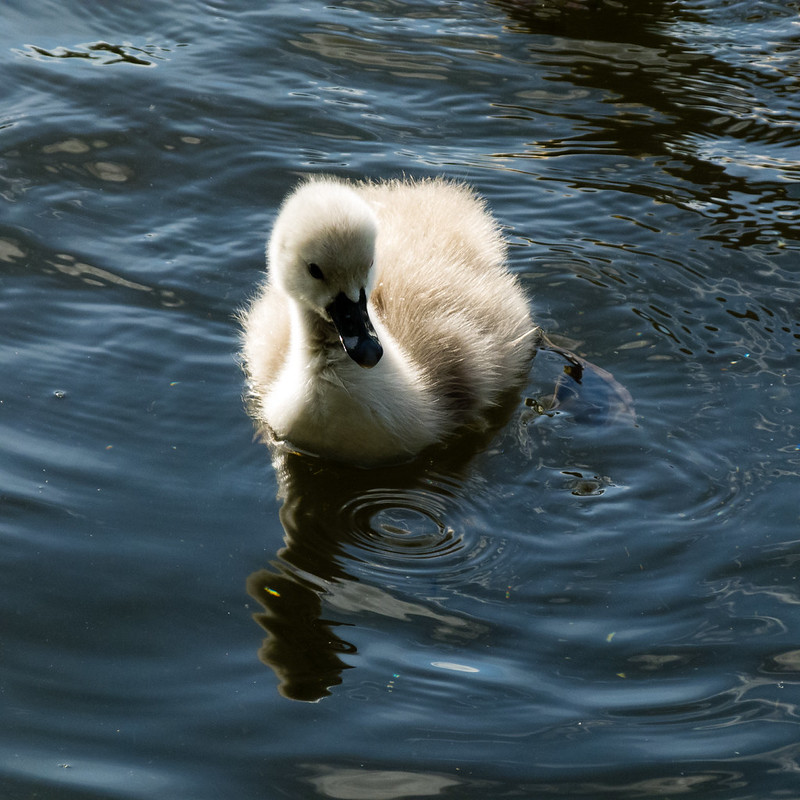 Cygnet, West Park