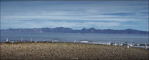 sea costa méxico coast mar pelican bajacalifornia loreto pelecanusoccidentalis pelícano jesusgaban