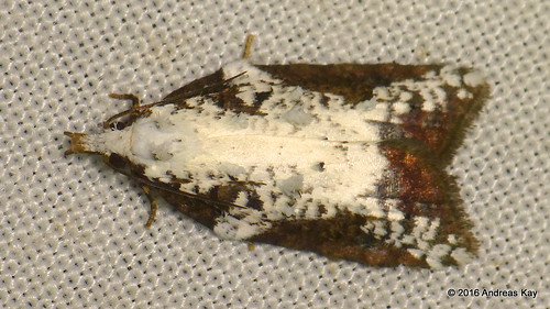 Moth | from Ecuador Megadiverso: www.flickr.com/andreaskay/a… | Flickr