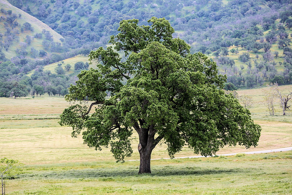 Roble