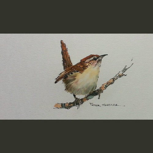 Latest video posted on YouTube. A painting of a wren. Link… | Flickr