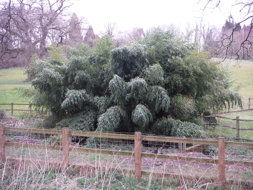 Giant Bamboo, Midgham Park SWC Walk 260 Aldermaston to Woolhampton [Midgham Station] (via Frilsham)