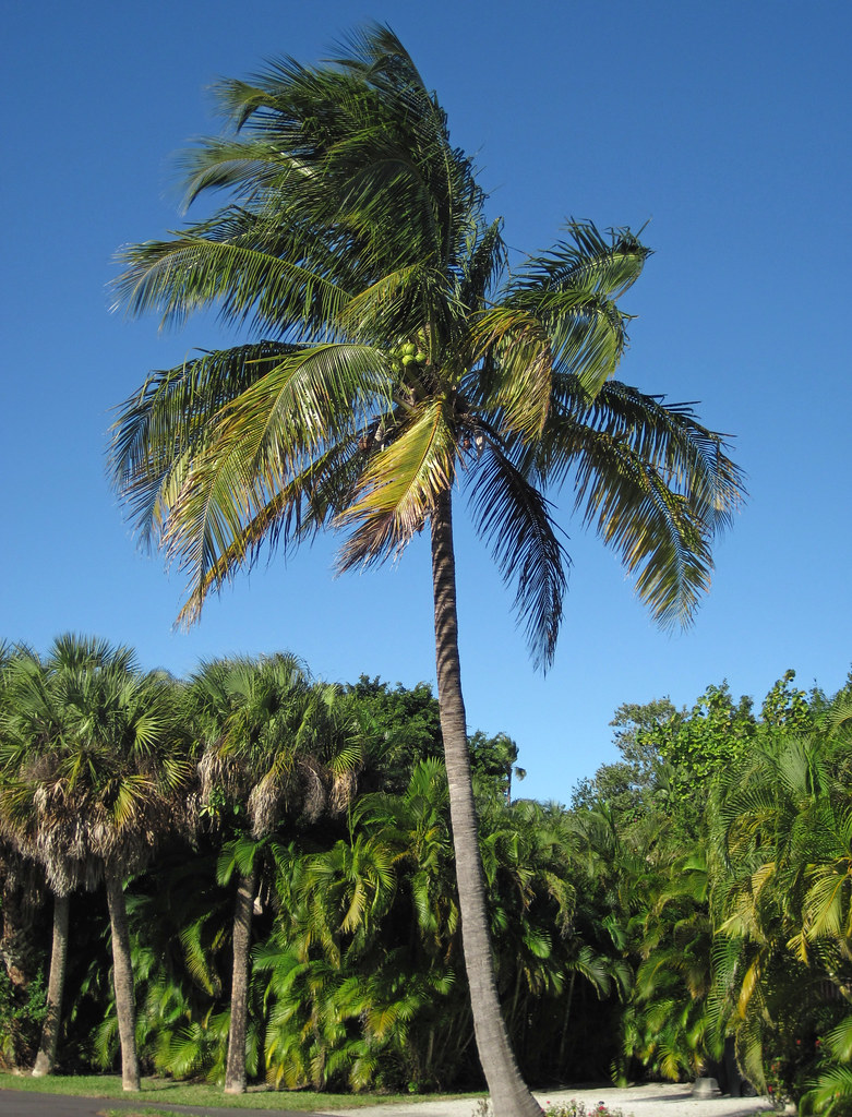 Cocos nucifera