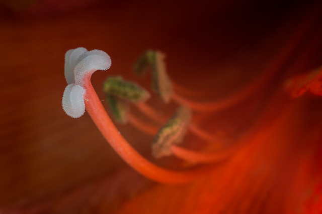 Inside an Amaryllis red flower [Explore 18/01/2016 !]
