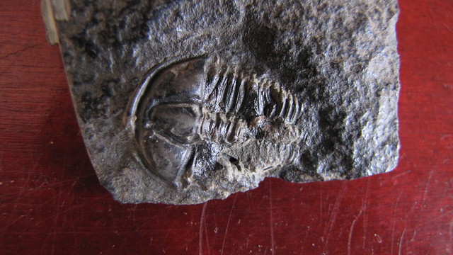 Trilobit Conocoryphe sulzeri