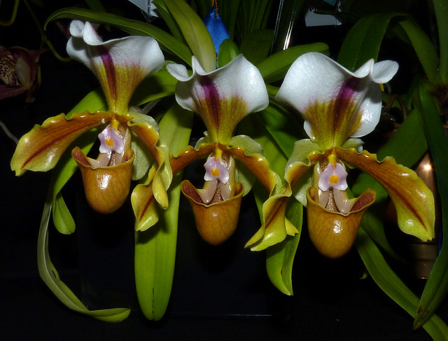 the 2016 pacific orchid exposition, Paphiopedilum Pirate Spice hybrid orchid