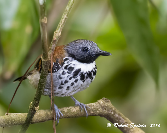 Spotted Antbird 11